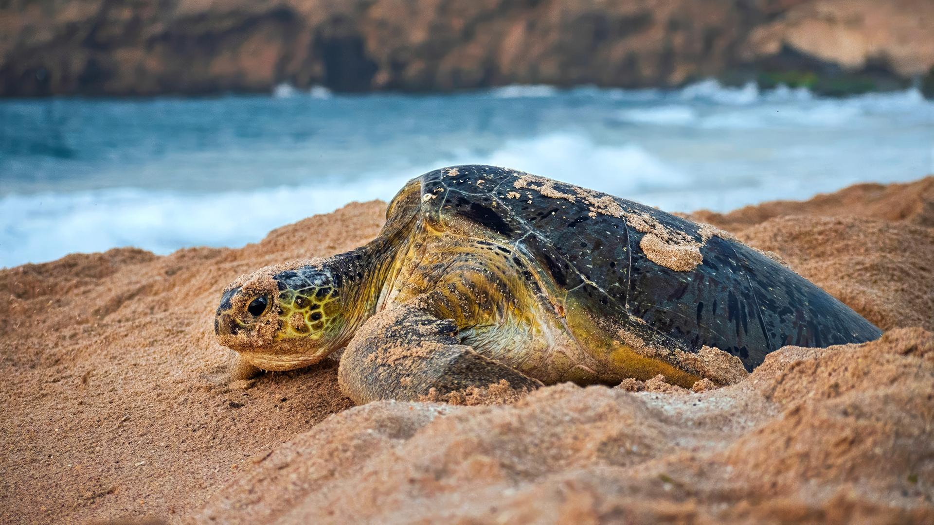 Eine Meeresschildkröte liegt halb im Sand eingegraben an einem Strand, im Hintergrund sind Brandung und eine felsige Küste zu sehen.