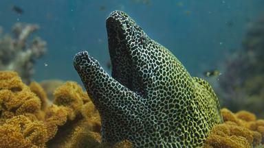 Eine Netzmuräne ragt unter Wasser mit geöffnetem Maul zwischen Korallen hervor.