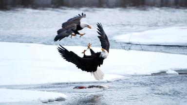 Zwei Weißkopfseeadler kämpfen in einem winterlichen Fluss, um einen letzten Lachs. Die Umgebung ist ein gefrorenes Flussbett mit schneebedecktem Eis.