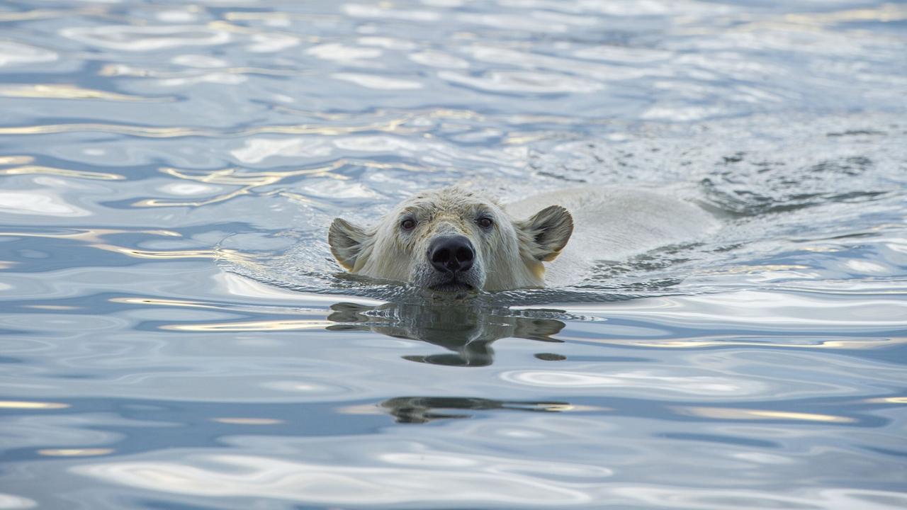 Ein Eisbär schwimmt im Wasser. Die Oberfläche ist wellig und reflektiert Licht. Die Umgebung wirkt kühl und klar, mit sanften Farbänderungen im Wasser. Der Fokus liegt auf dem Bären.
