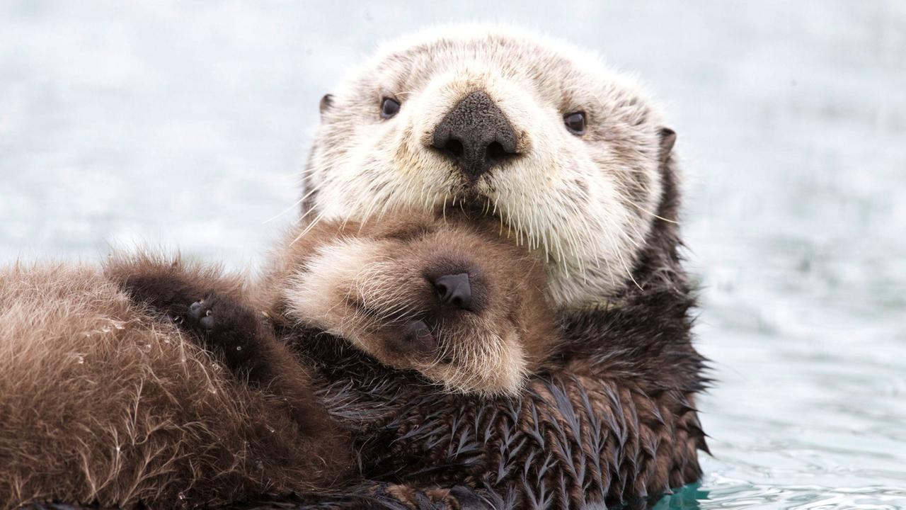 Eine Seeottermutter schwimmt mit ihrem Jungtier im Prince William Sound, Alaska. Beide sind im Wasser zu sehen, das sich sanft um sie herum bewegt. Die Umgebung ist licht und kühl.