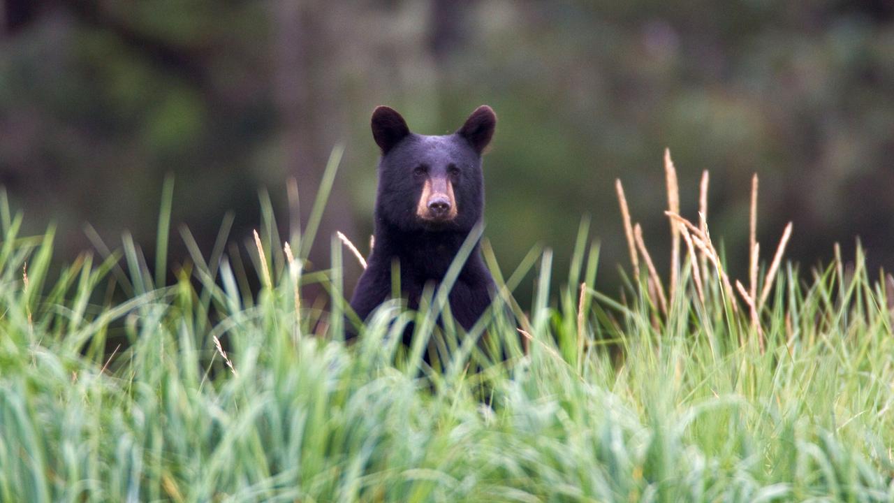 Das Bild zeigt einen Schwarzbären, der in hohem Gras steht. Die Umgebung ist grün, mit unscharfem Hintergrund. Der Bär schaut in die Richtung des Betrachters.