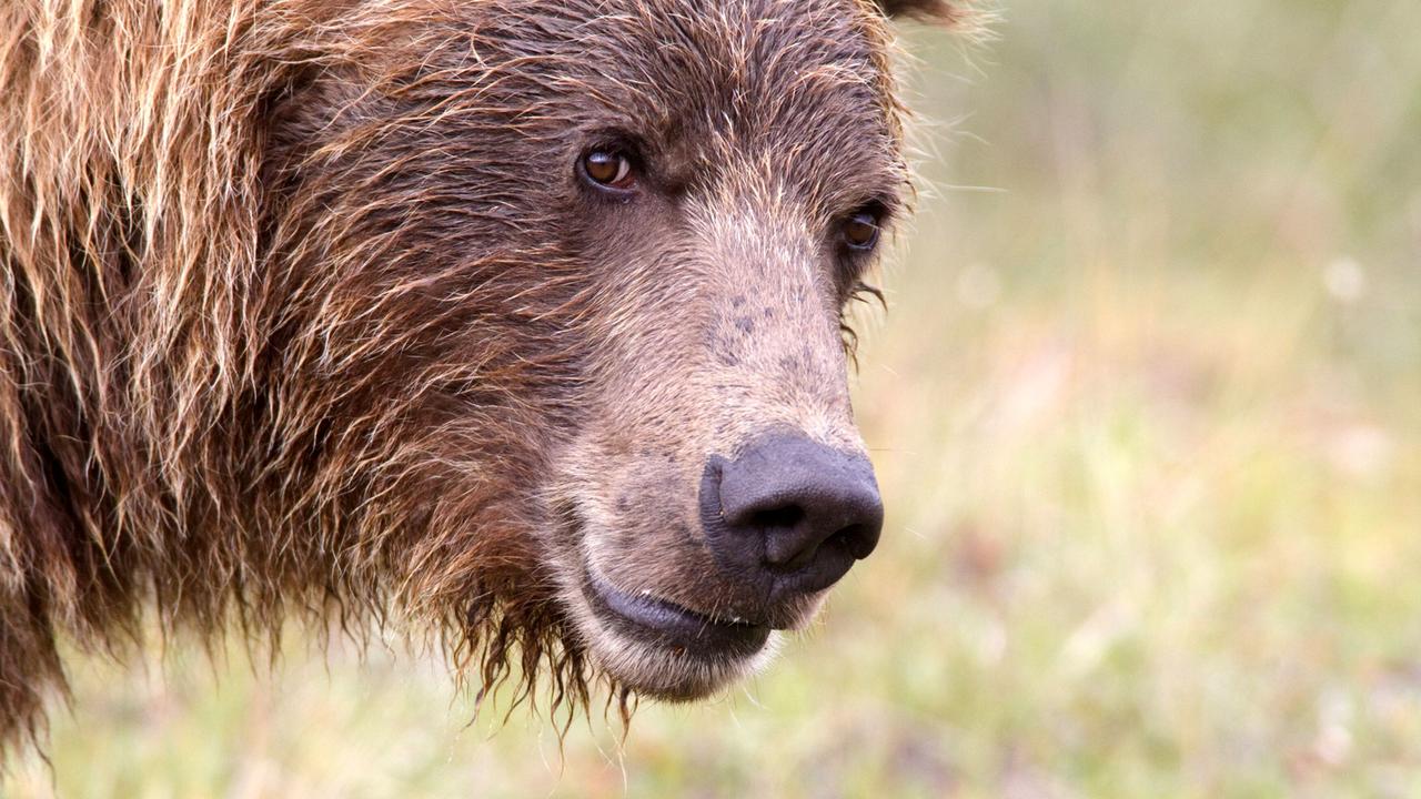 Auf dem Bild ist ein Grizzlybär zu sehen, der in einer wildromantischen, grünen Umgebung steht. Der Bär hat ein braunes, struppiges Fell und schaut aufmerksam in die Kamera.