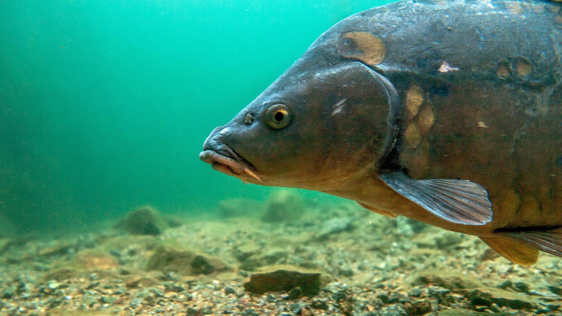 Ein Karpfen gleitet durchs Wasser