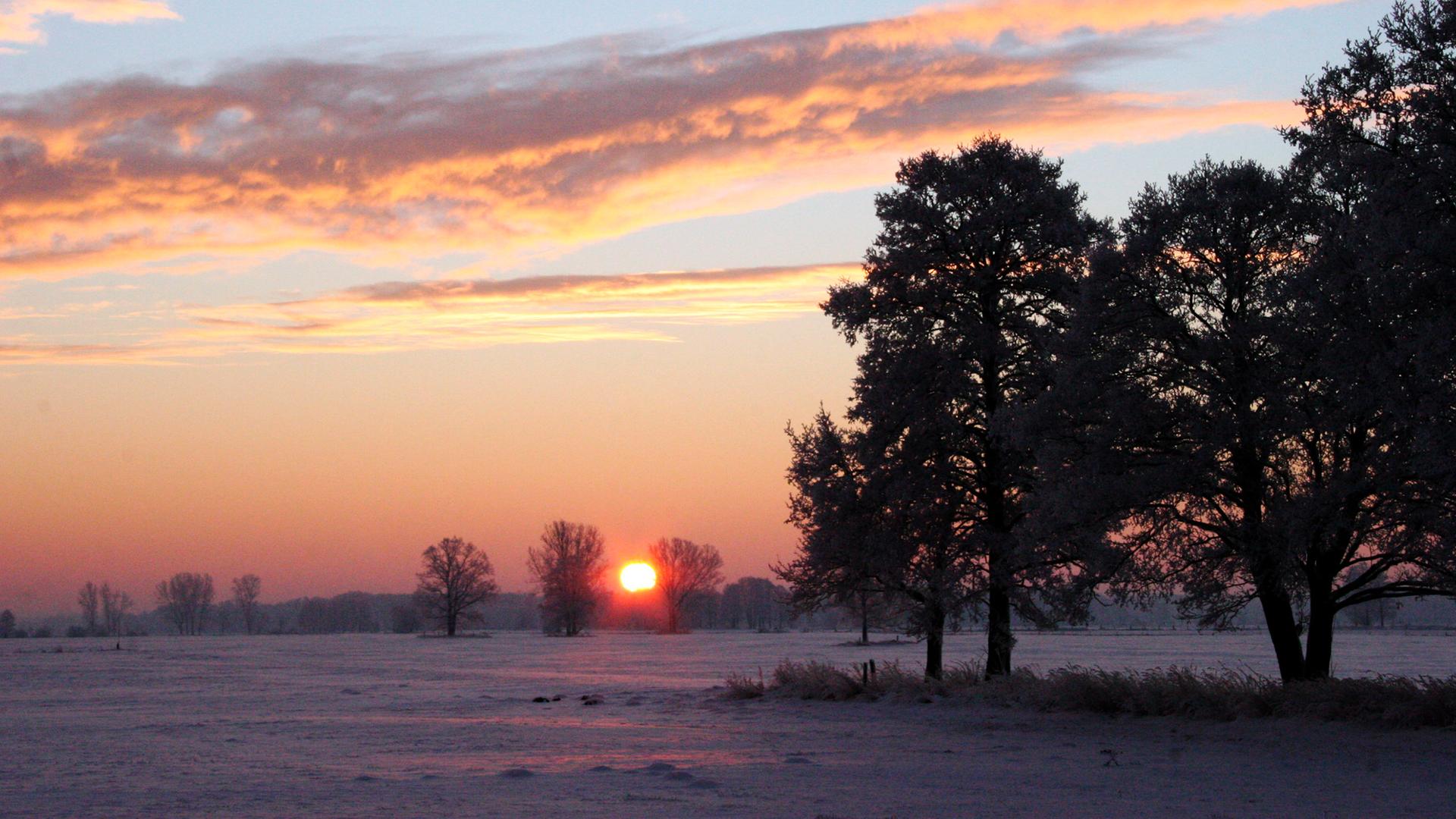Ein Waldrand bei Sonnenaufgang