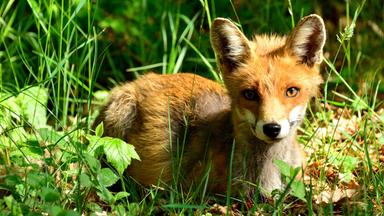 Ein junger Fuchs im Gras.