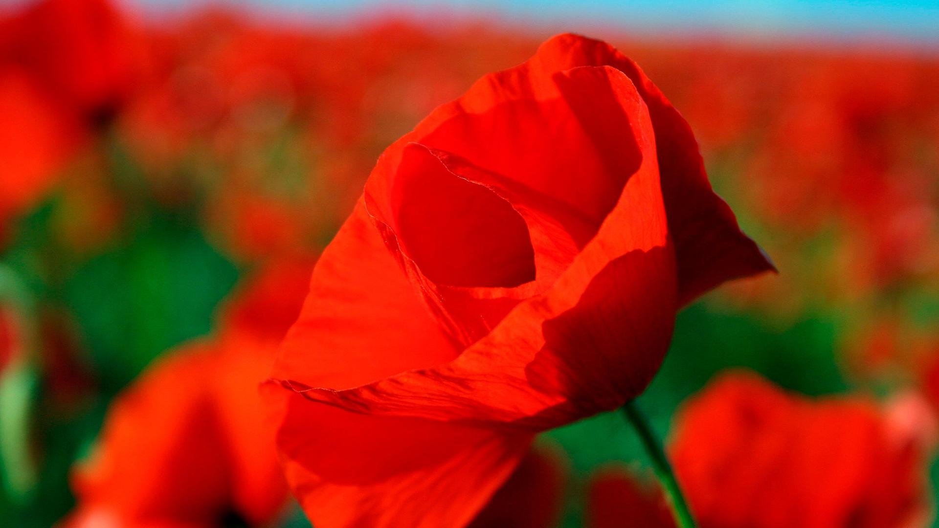 Nahaufnahme einer roten Mohnblume.