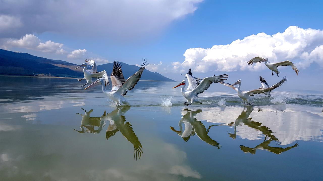 Krauskopf-Pelikan am Kerkini-See. Hier ist das Überwinterungsgebiet einer der größten Pelikan-Kolonie der Welt. 