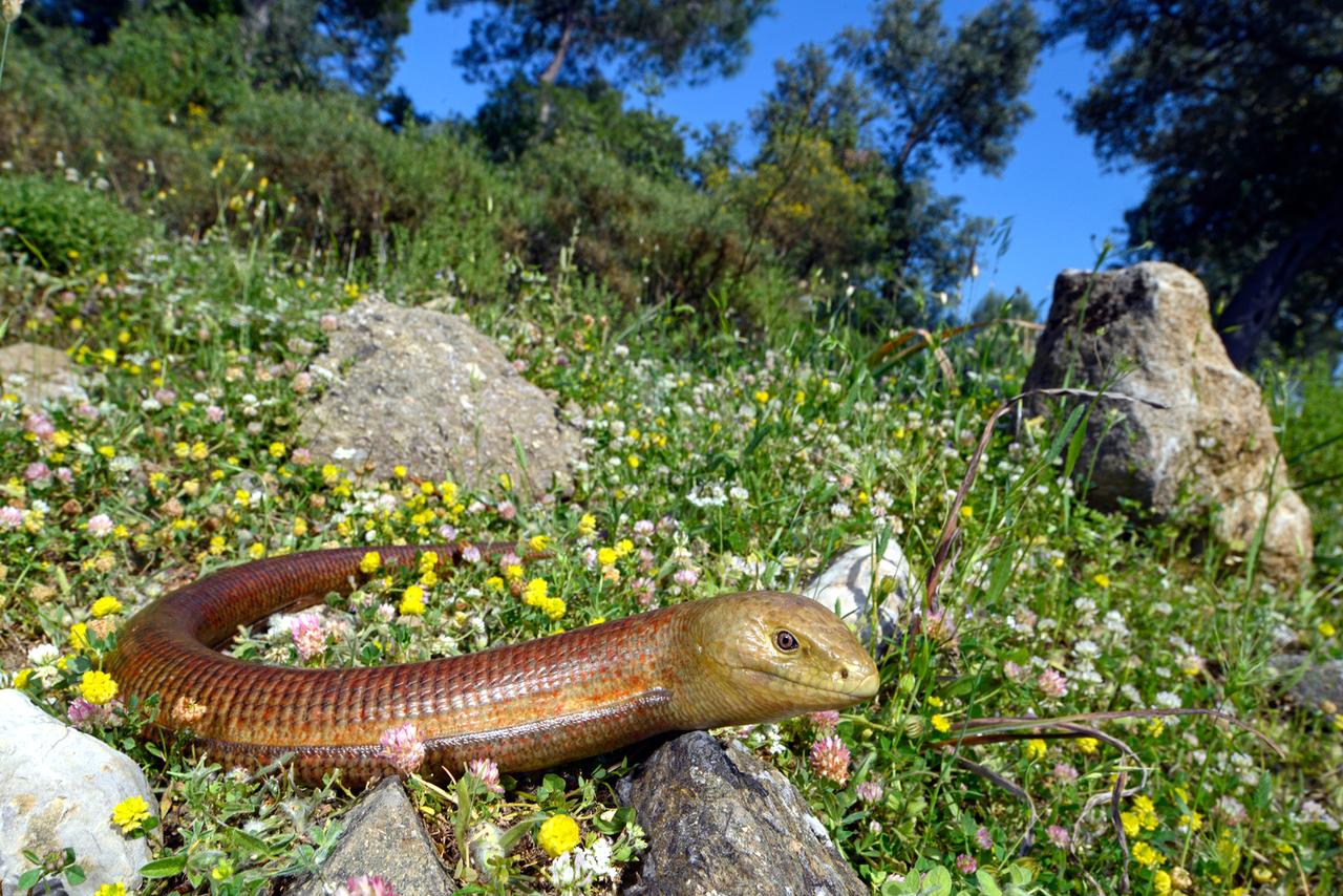 Ein Scheltopusik. Dieses beinlose Reptil ist die la?ngste Echse Europas. Sie wird bis zu eineinhalb Meter lang. 