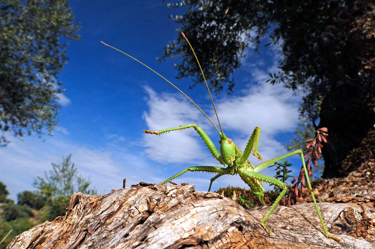 Eine Sägeschrecke hat ihre Abwehrhaltung eingenommen. Dabei hält sie ihre dornigen Vorderbeine in die Höhe. So wirkt sie größer und gefährlicher und ist kampfbereit.