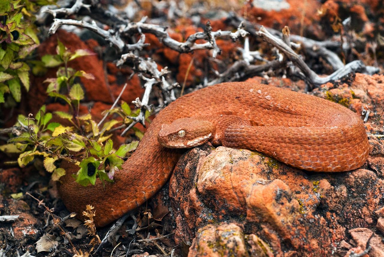 Eine Milosviper auf der unbewohnten Insel Antikythira. Sie zählt zu den giftigsten Schlangen Europas und ist auf den Fang von Zugvögeln spezialisiert. 