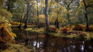 New Forest in Hampshire im Herbst