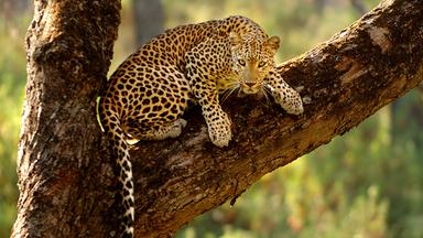 Ein Leopard liegt auf einem dicken, schräg gewachsenen Baumast in einem lichtdurchfluteten Wald und blickt in die Kamera.