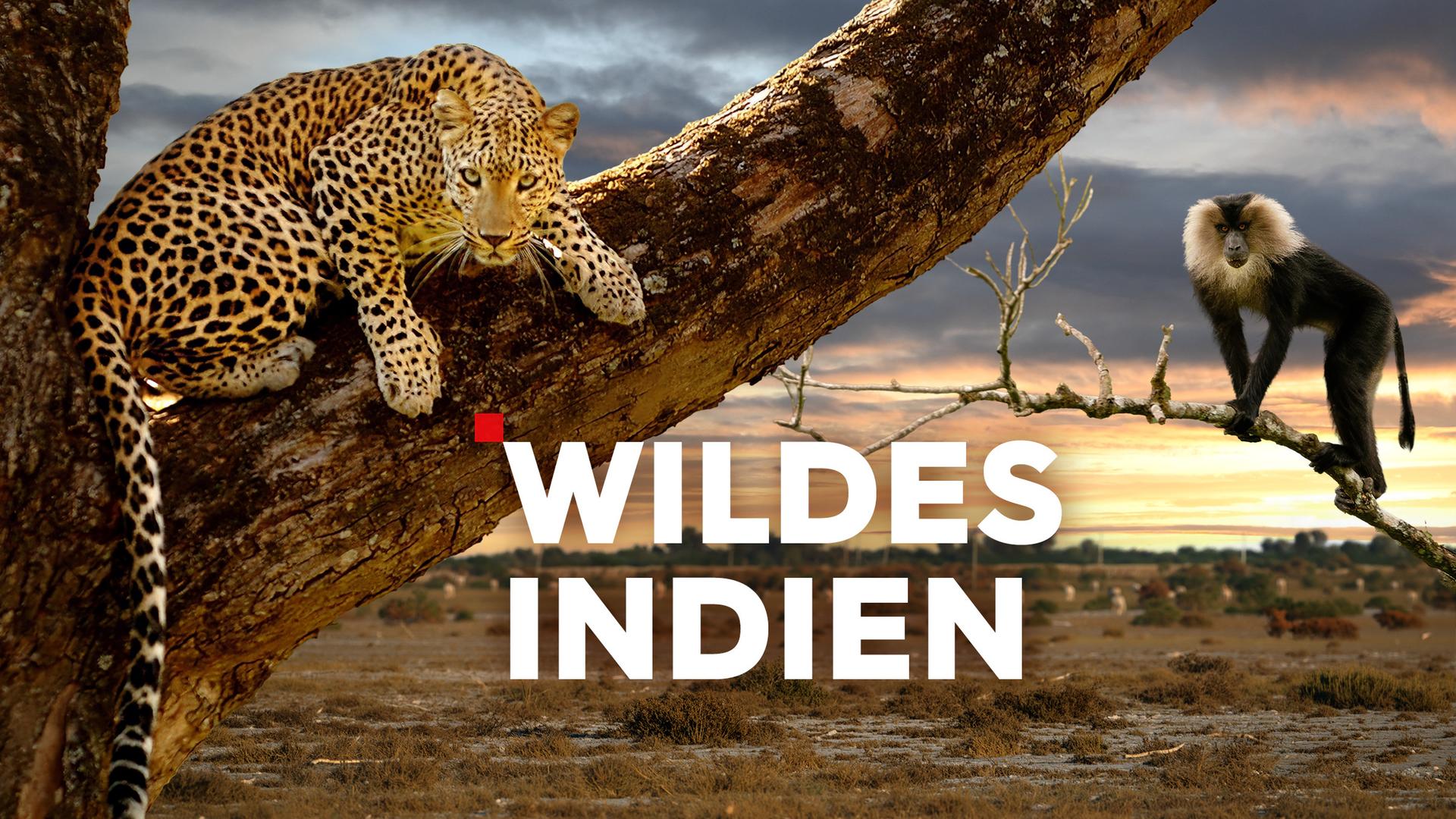 Wildes Indien Sendetypical