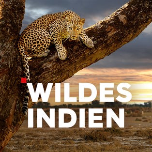 Wildes Indien Sendetypical
