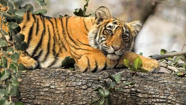 Ein junger Königstiger mit markanten Streifen liegt entspannt auf einem Baumstamm und blickt aufmerksam in die Kamera.