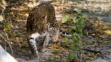 Ein Leopard mit geflecktem Fell bewegt sich durch eine bewaldete Umgebung mit Laub.