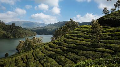 Sanfte Hügel mit grünen Teesträuchern erstrecken sich entlang eines Sees, umgeben von Bergen unter blauem Himmel.