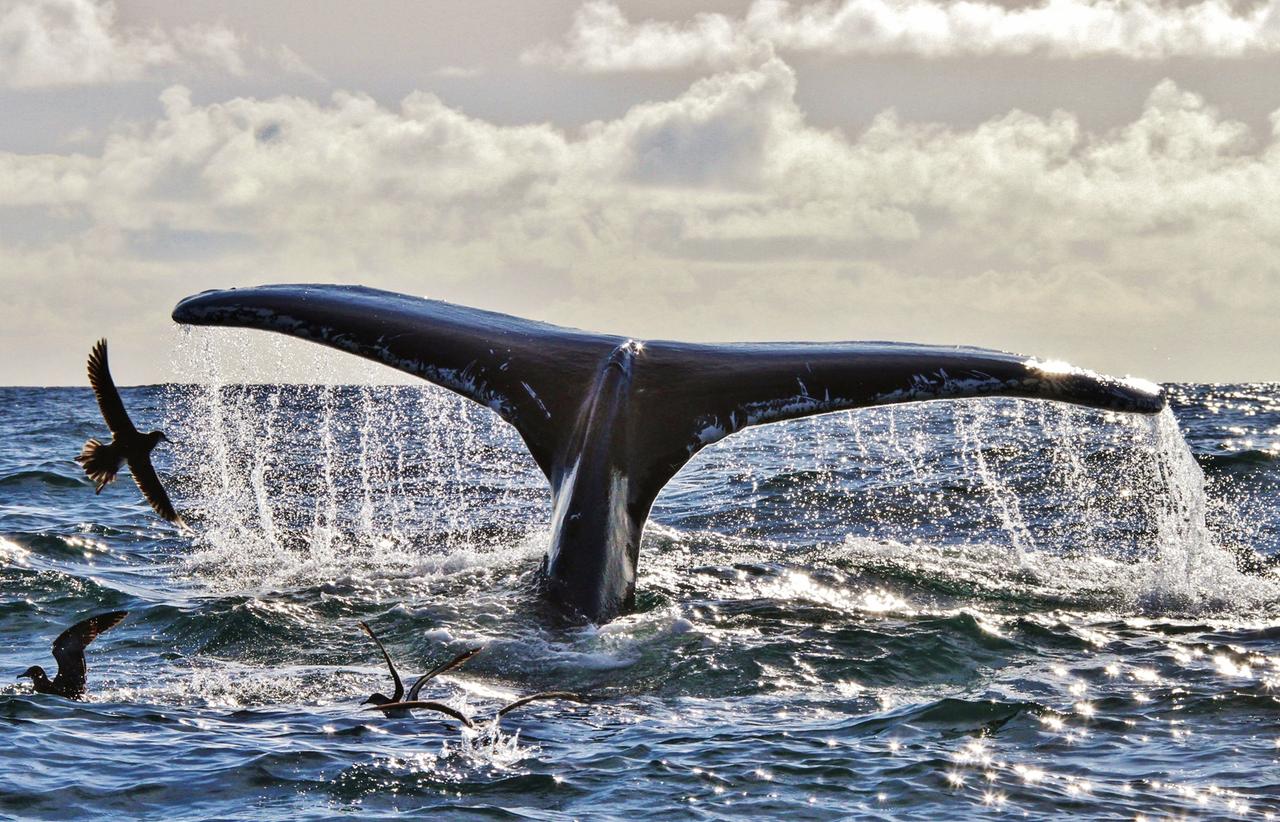 Buckelwal beim Abtauchen; C. Kerry, Irland. 