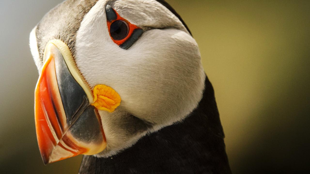 Papageientaucher auf der Insel "Skellig Michael"; Co. Kerry, Irland.