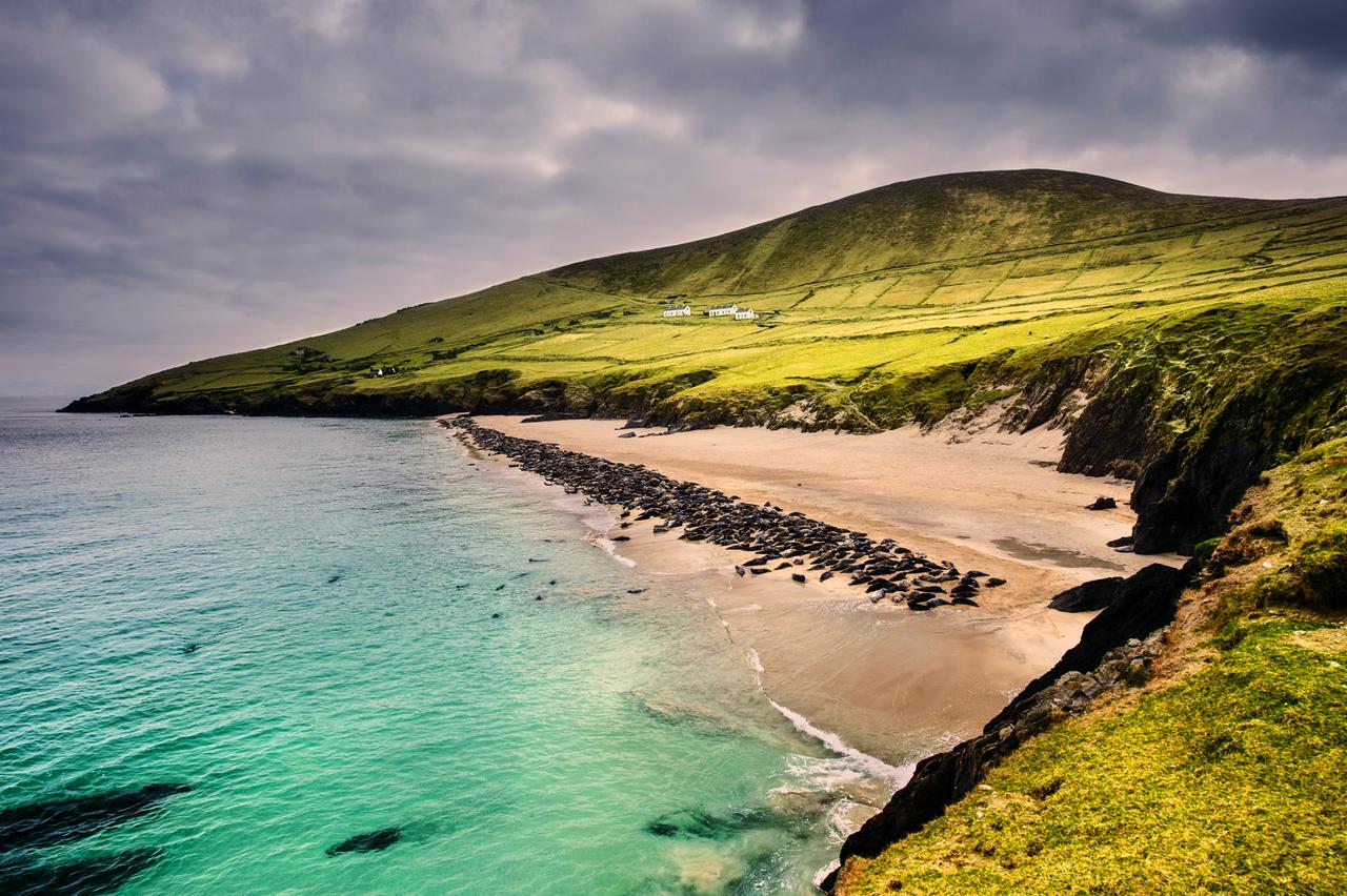 Kegelrobbenkolonie auf Blasket Island; Co. Kerry, Irland.