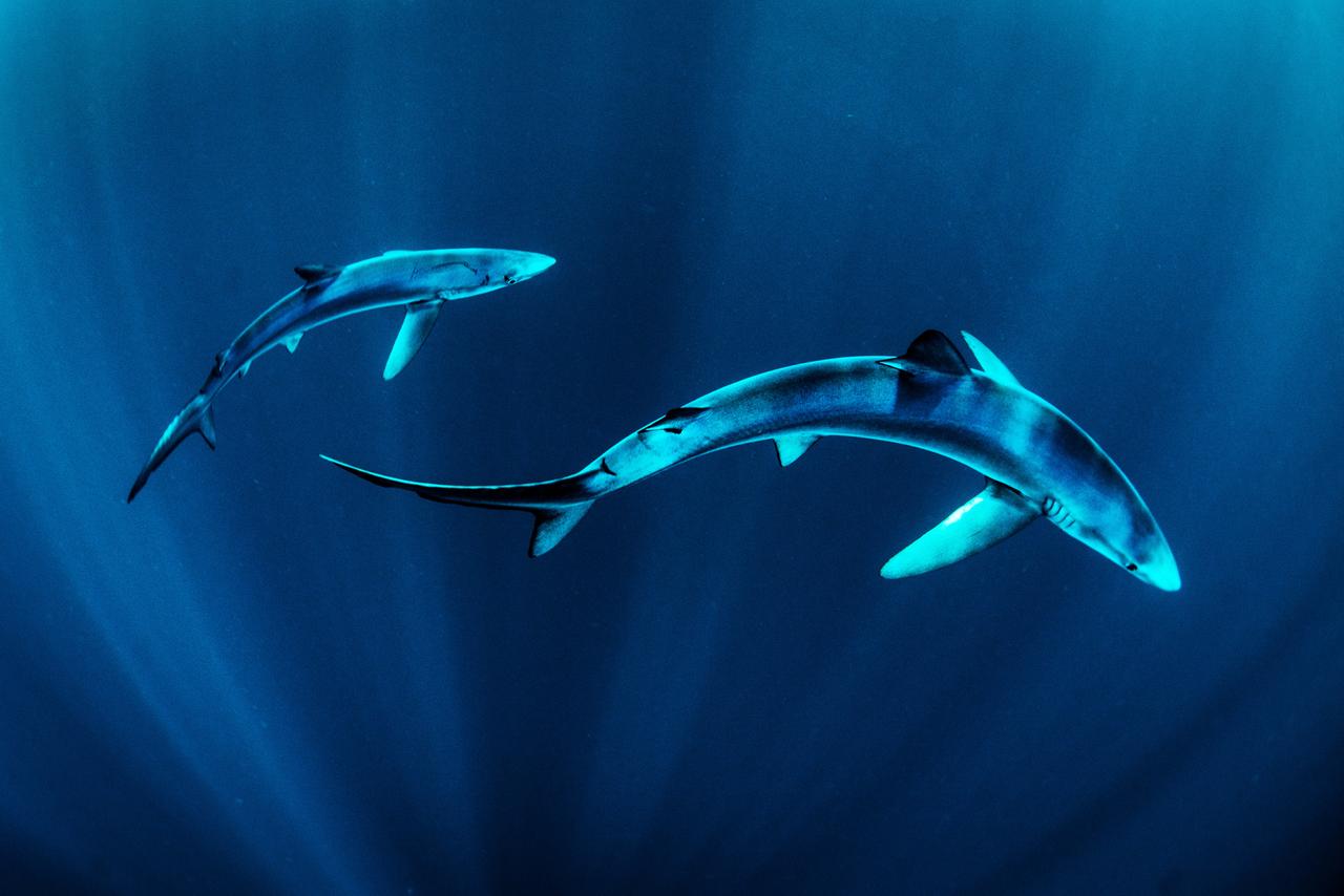 Blauhaie vor der Westküste von Irland