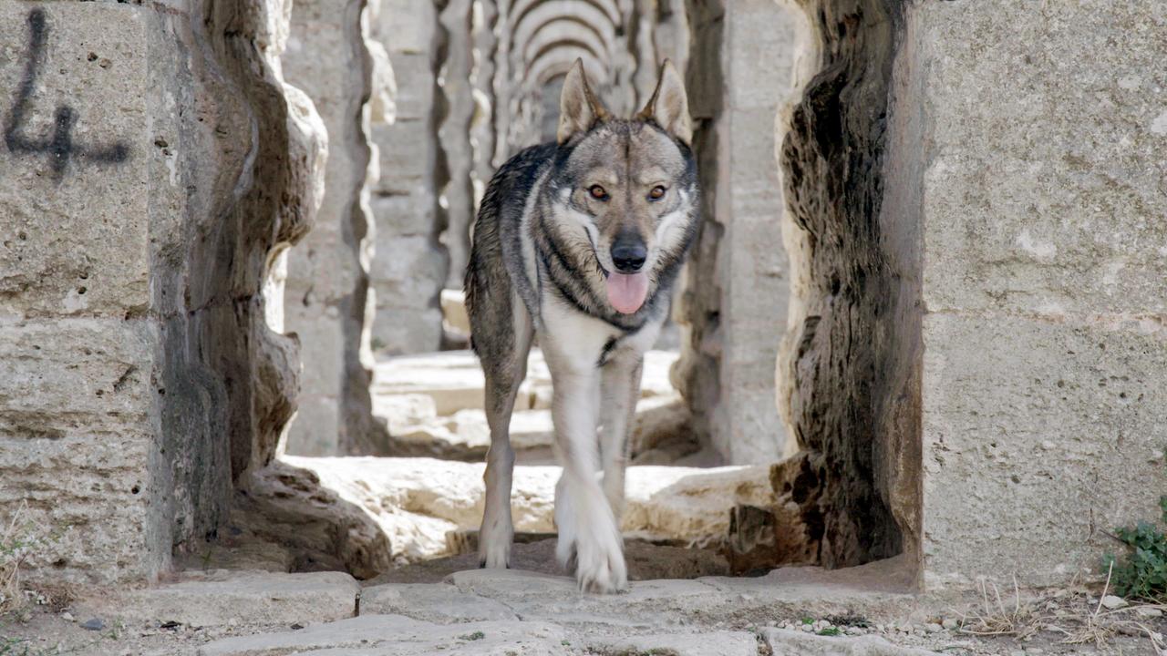 Ein Wolfhund in einem römischen Aquädukt im Belgrader Wald