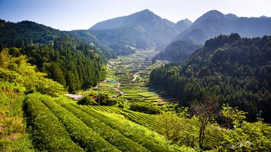  Traditionelle Reisterrasse Yotsuya, Honshu-Insel, Japan.