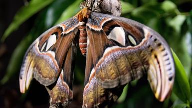 Eine riesige Atlas-Motte, die gerade aus dem Kokon, in Yonaguni im Süden Japans, geschlüpft ist. 