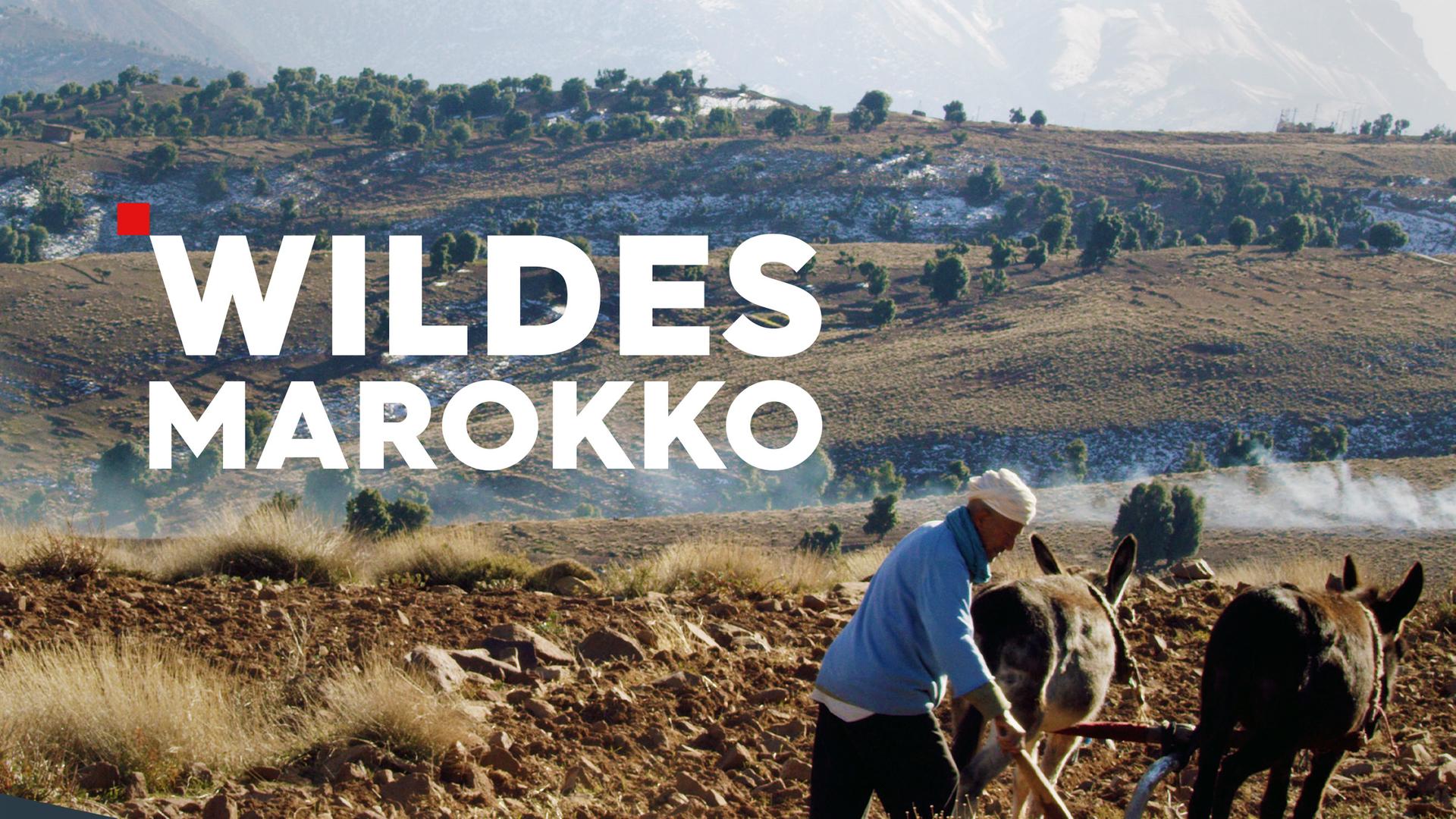 Wildes Marokko Sendetypical