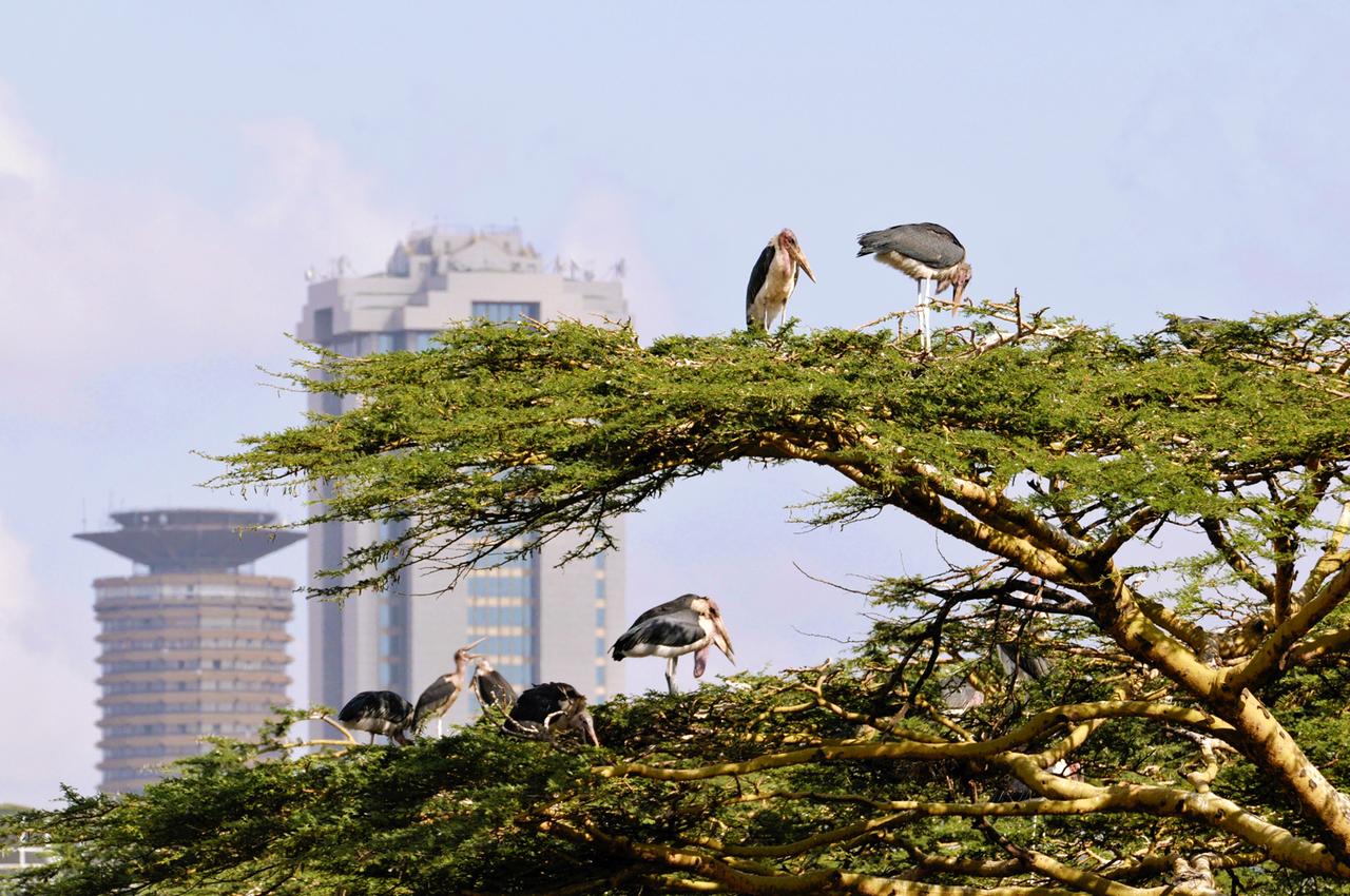 marabus nisten im stadtzentrum von nairobi in einem baum