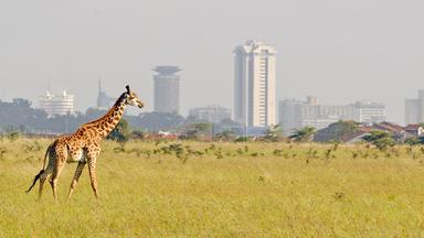 giraffe vor der skyline von nairobi