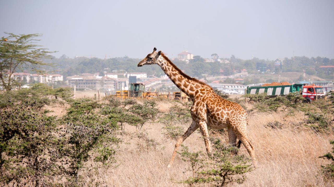 giraffe in einem vorort von nairobi