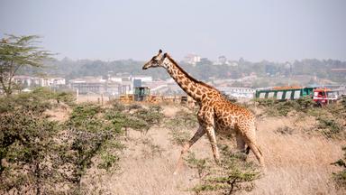 giraffe in einem vorort von nairobi