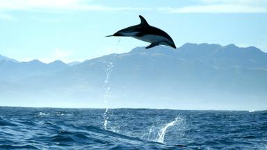 Ein Schwarzdelfin springt mehrere Meter hoch.