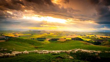 Blick auf eine weite Landschaft mit Schafherde in der Abendsonne