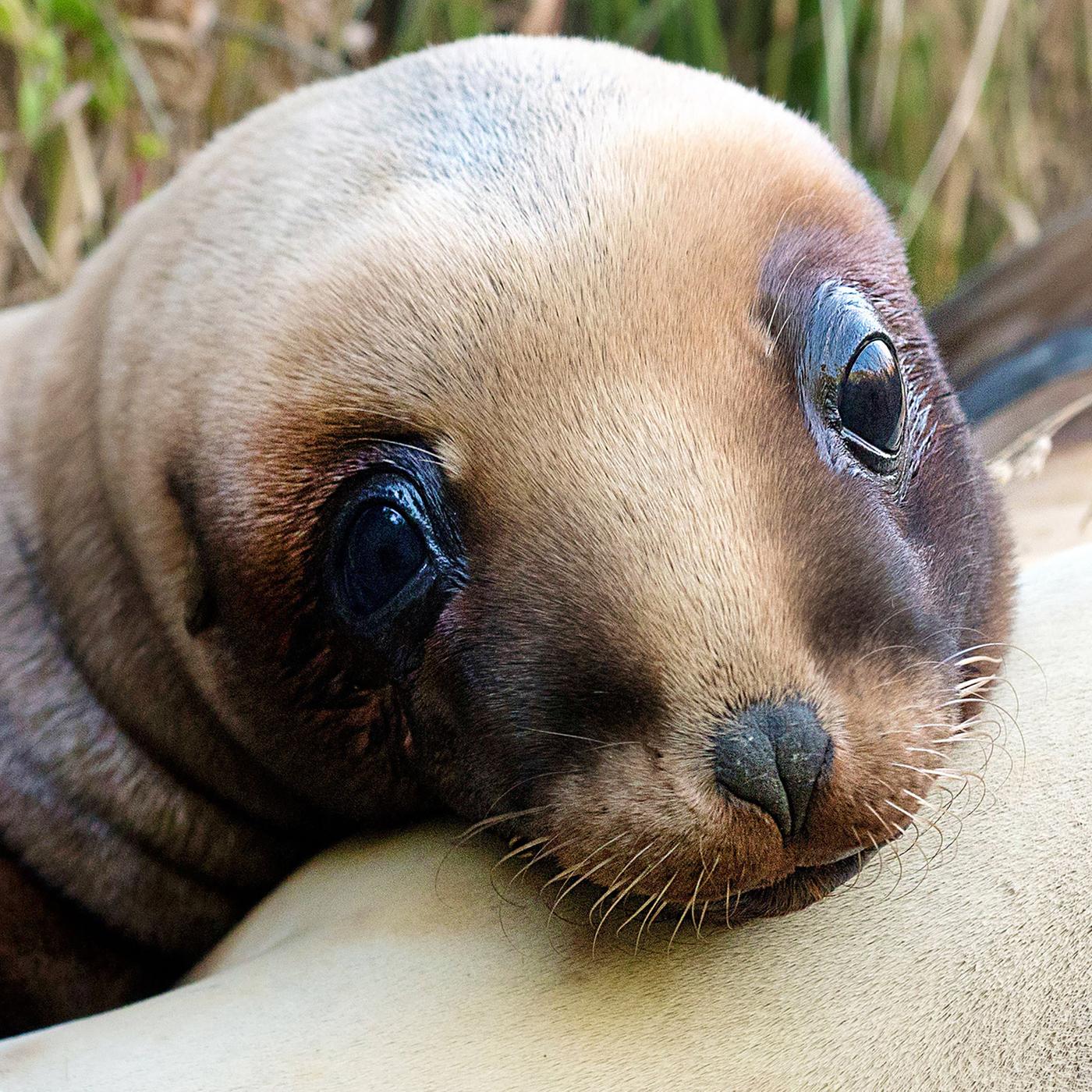 Ein Seelöwenbaby auf Neuseeland.