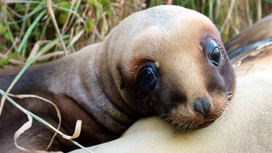 Ein Seelöwenbaby auf Neuseeland.