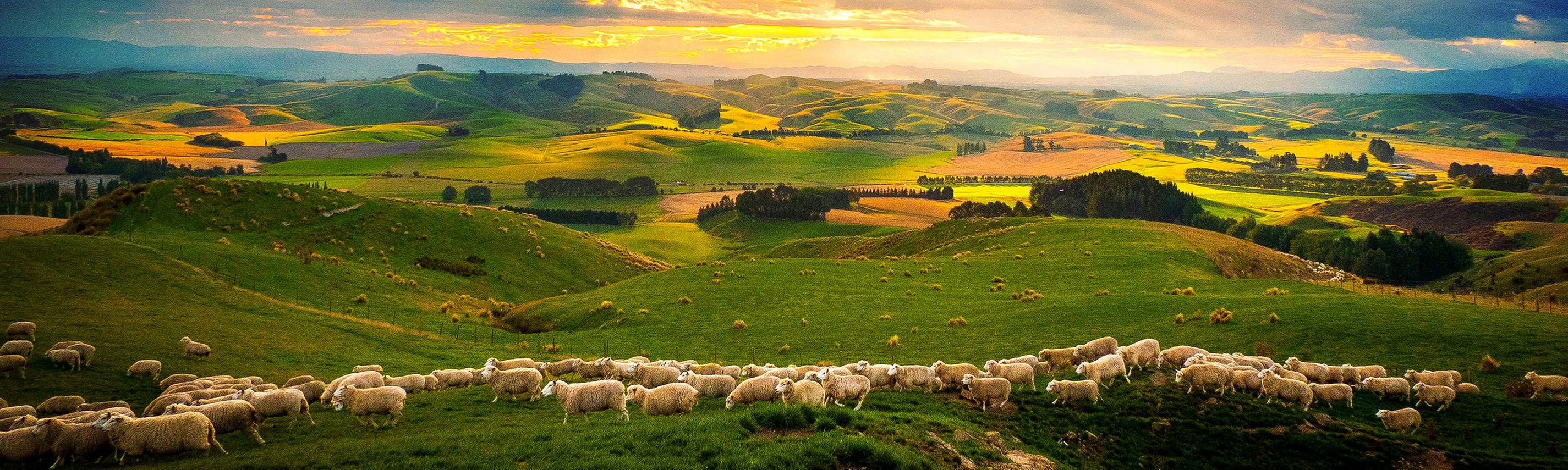 Wildes Neuseeland Sendebereich Hintergrund 2850x855