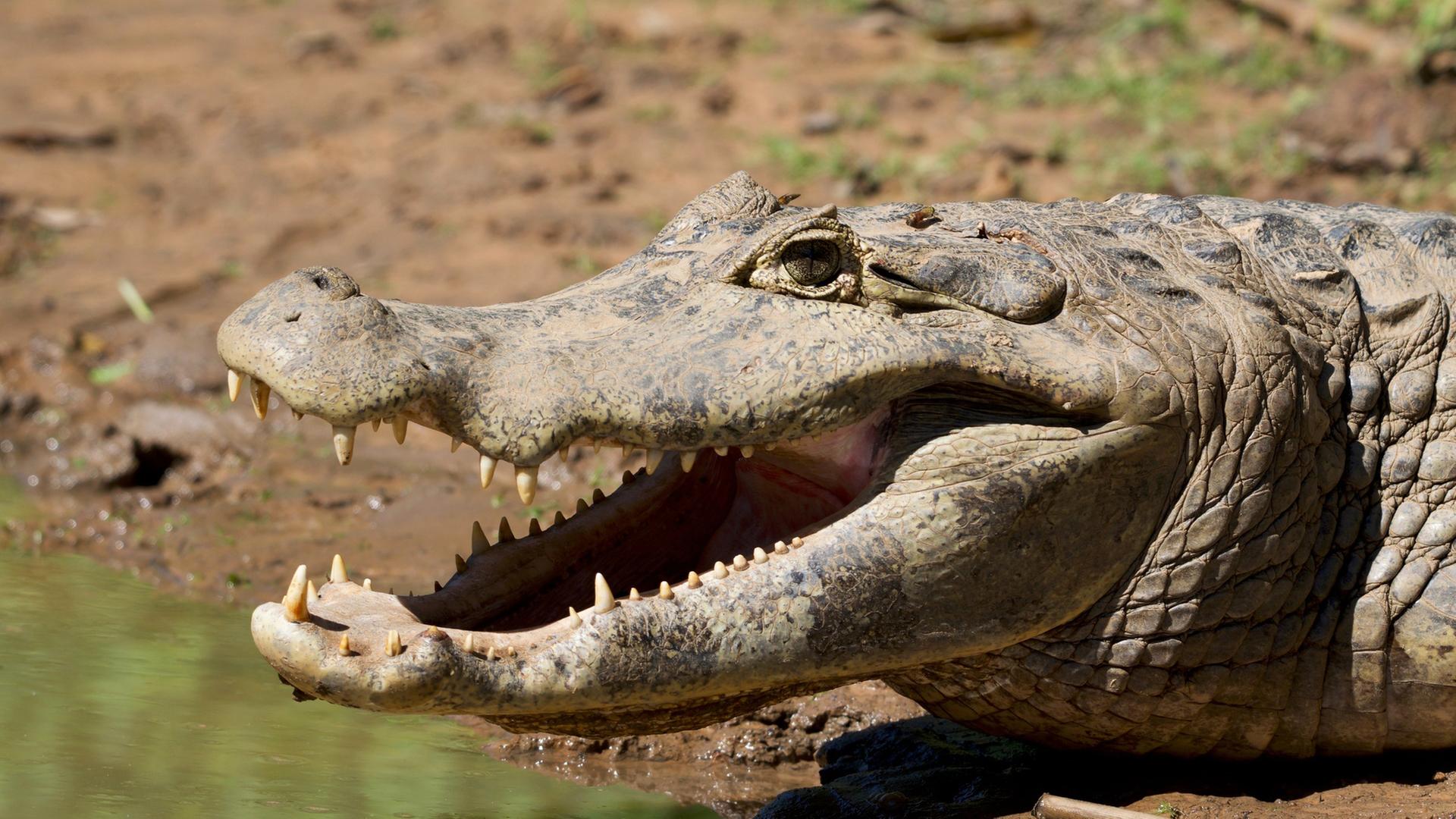 "Wildes Pantanal - Am letzten Wasserloch": Großaufnahme Kai-man