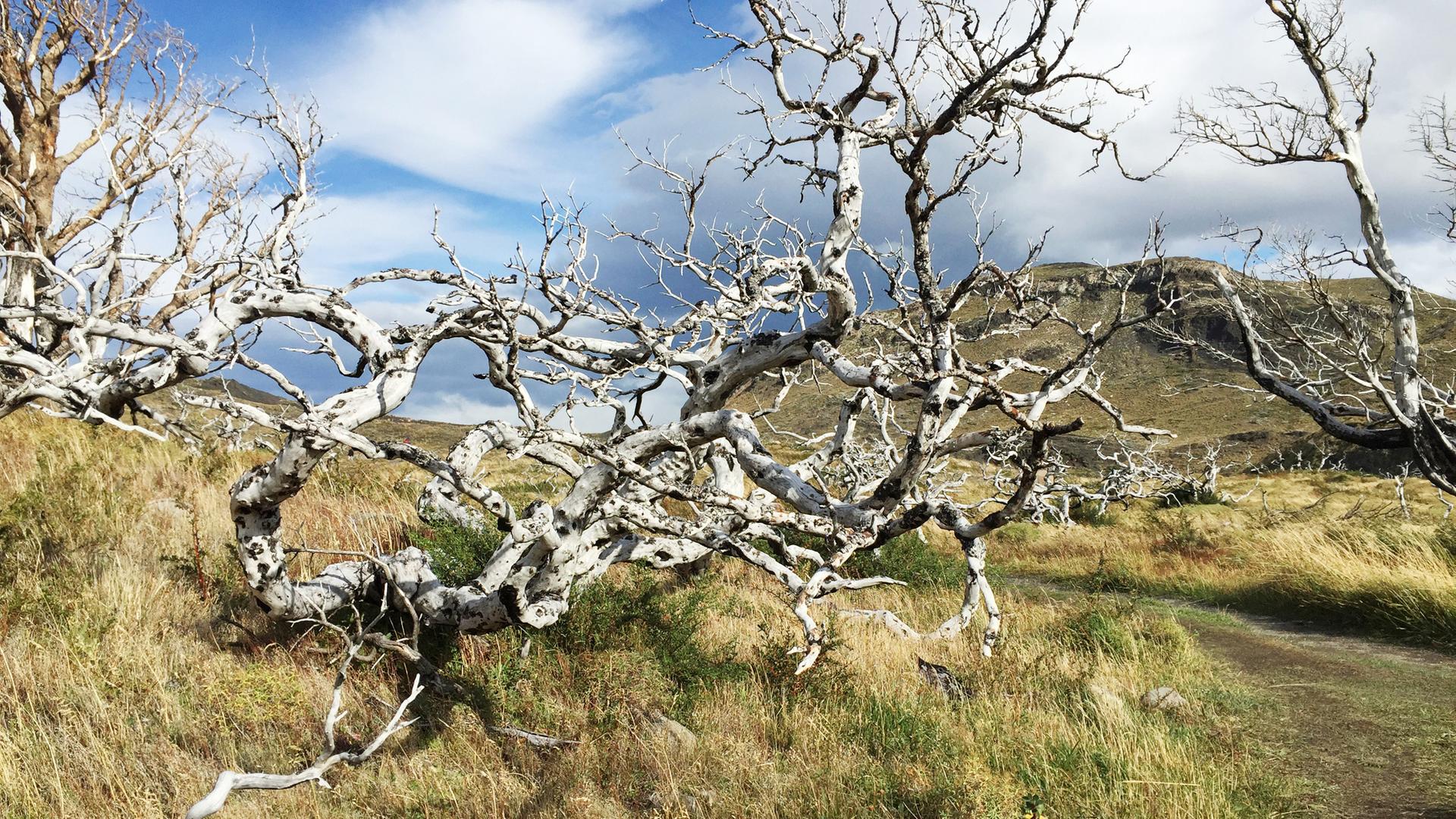 Ein verästelter Baum in einer Wiese.