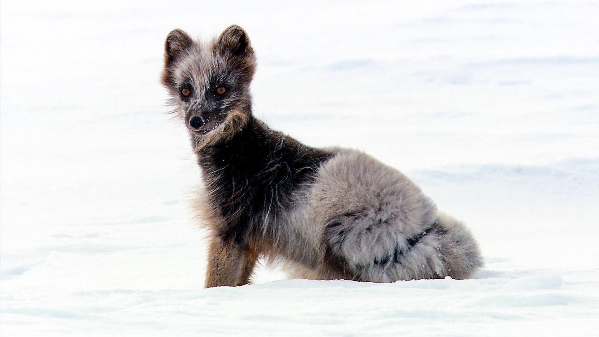Polarfuchs im Schnee