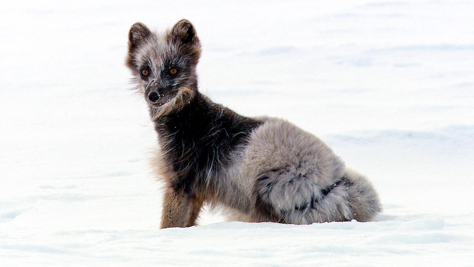 Polarfuchs im Schnee