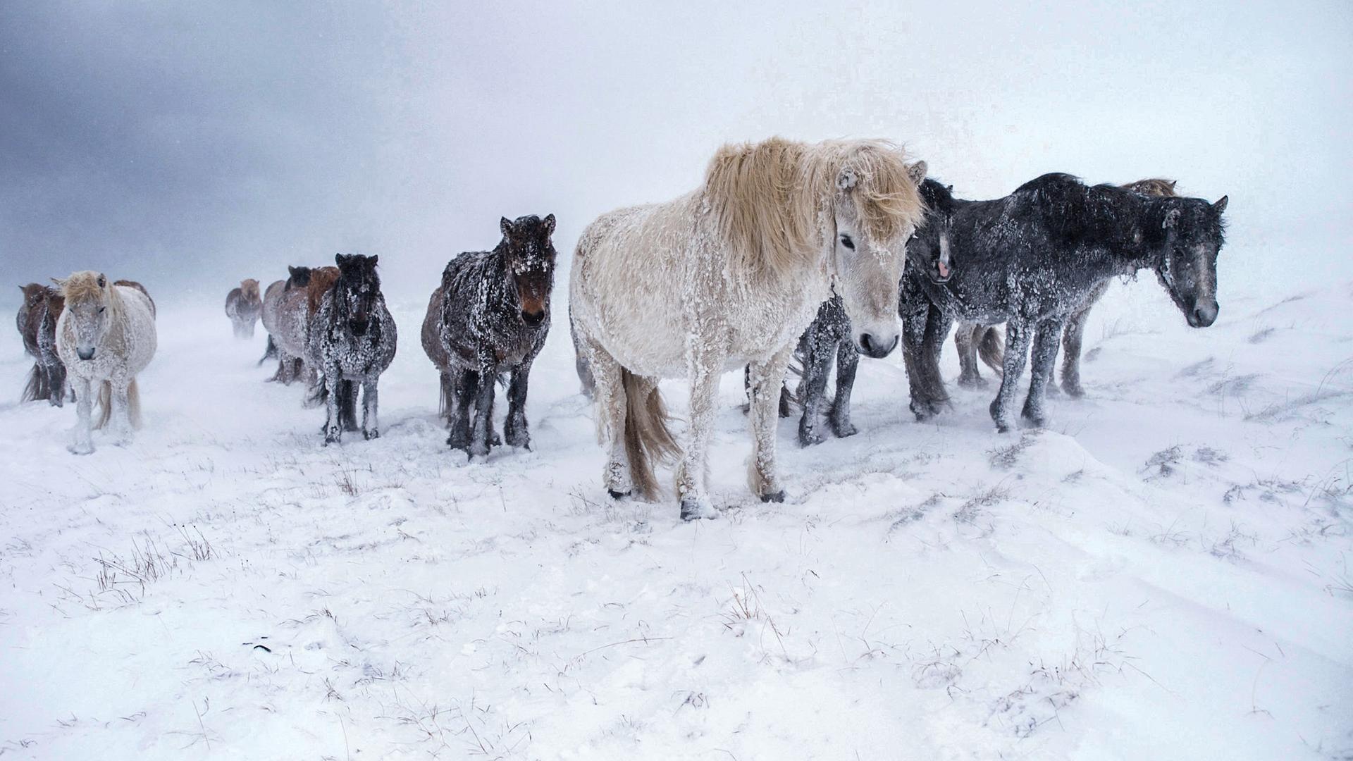 Eine Herde Islandponys im Schnee