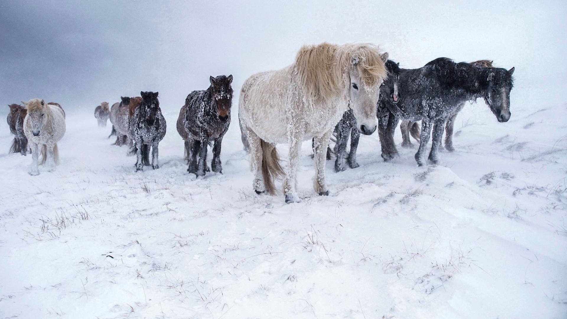 Eine Herde Islandponys im Schnee