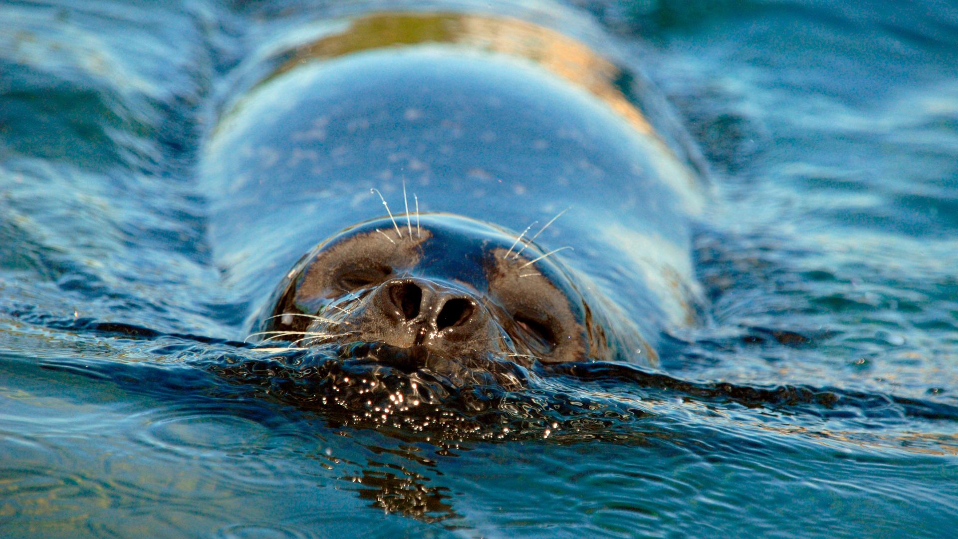 Seehunde bewohnen das dänische Wattenmeer.