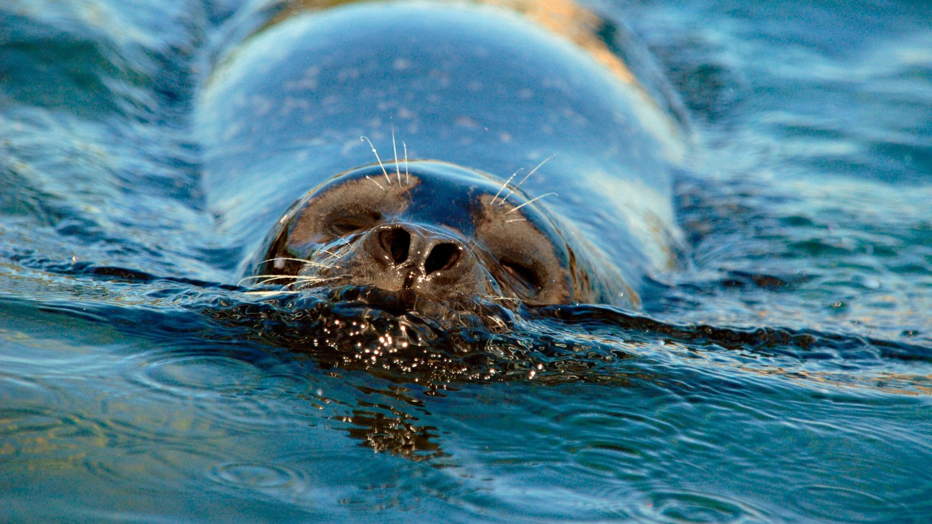 Seehunde bewohnen das dänische Wattenmeer.