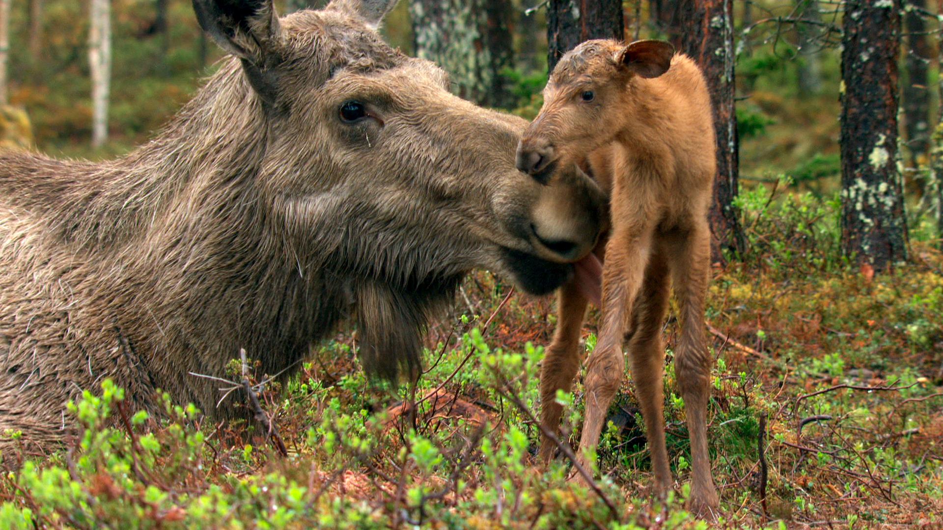 Ende Mai kommen in Schweden die Kälber der Elche zur Welt – die Mutter leckt Ihr Neugeborenes trocken