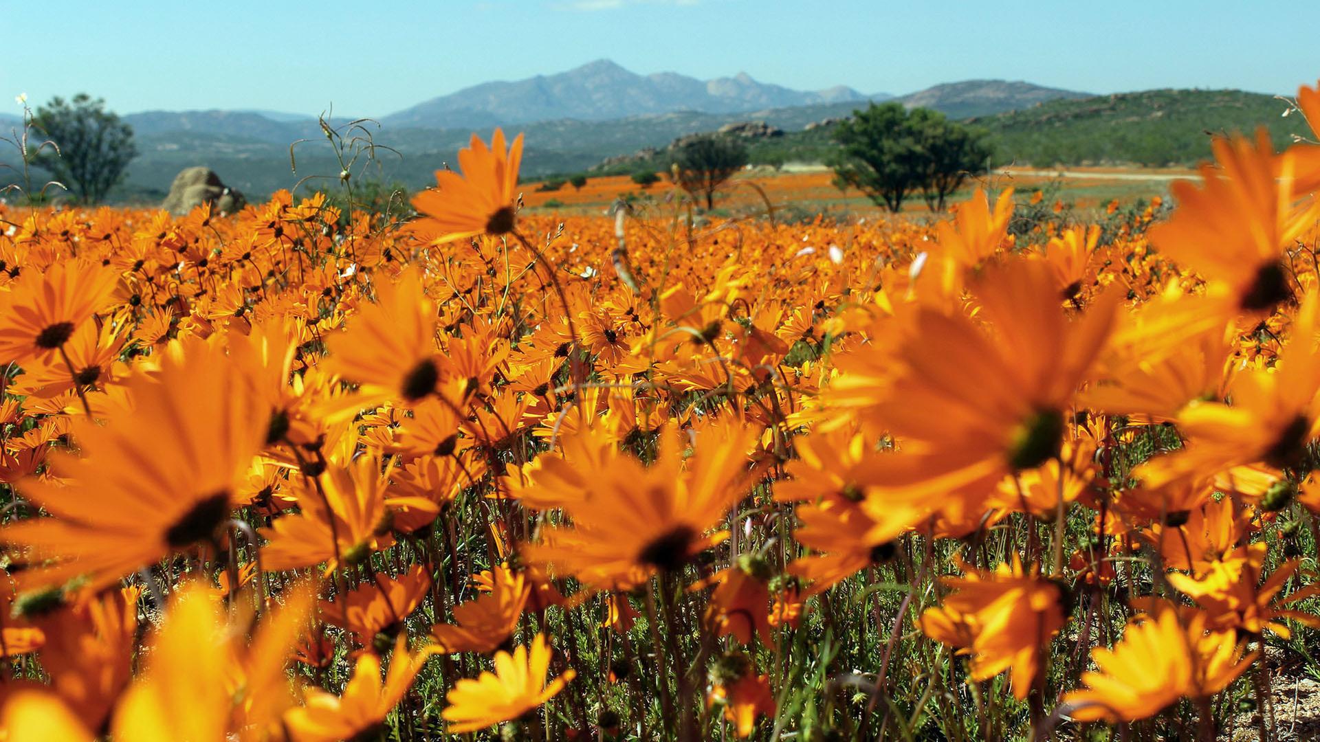 Orange blühende Blumen in der Savanne