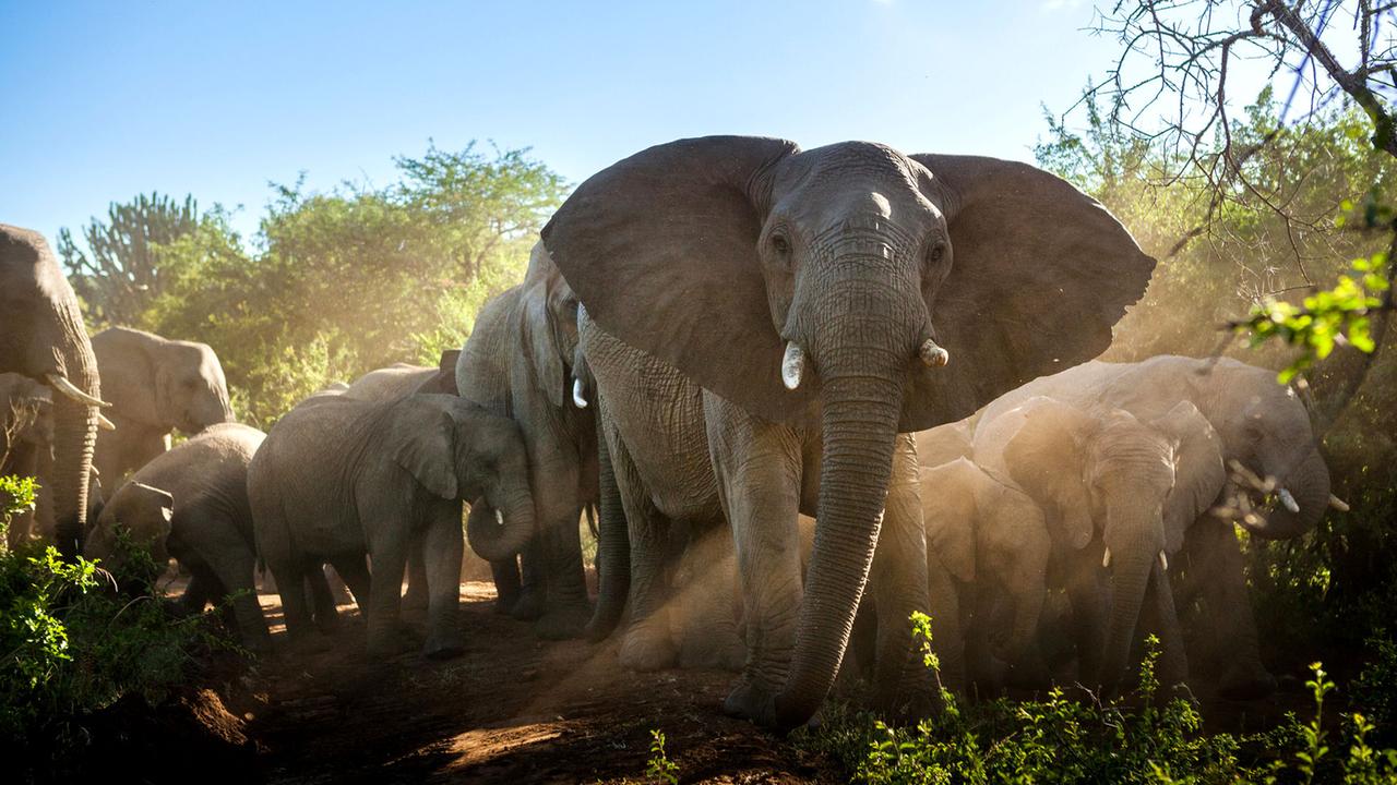 Eine Herde Elefanten